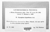 Umbilicaria hyperborea image